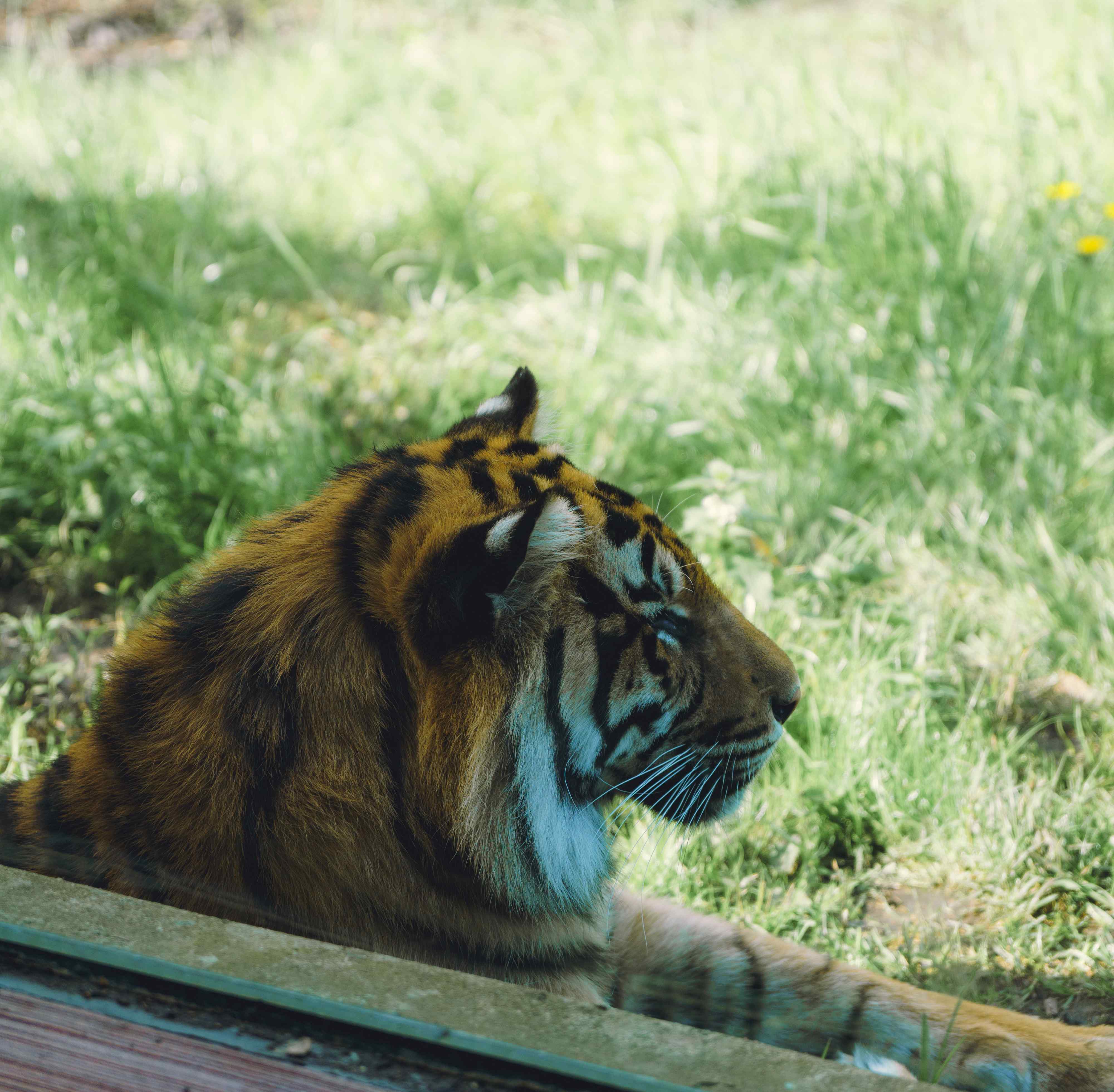 Tiger Behind The Glass